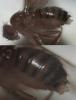 Drosophila melanogaster